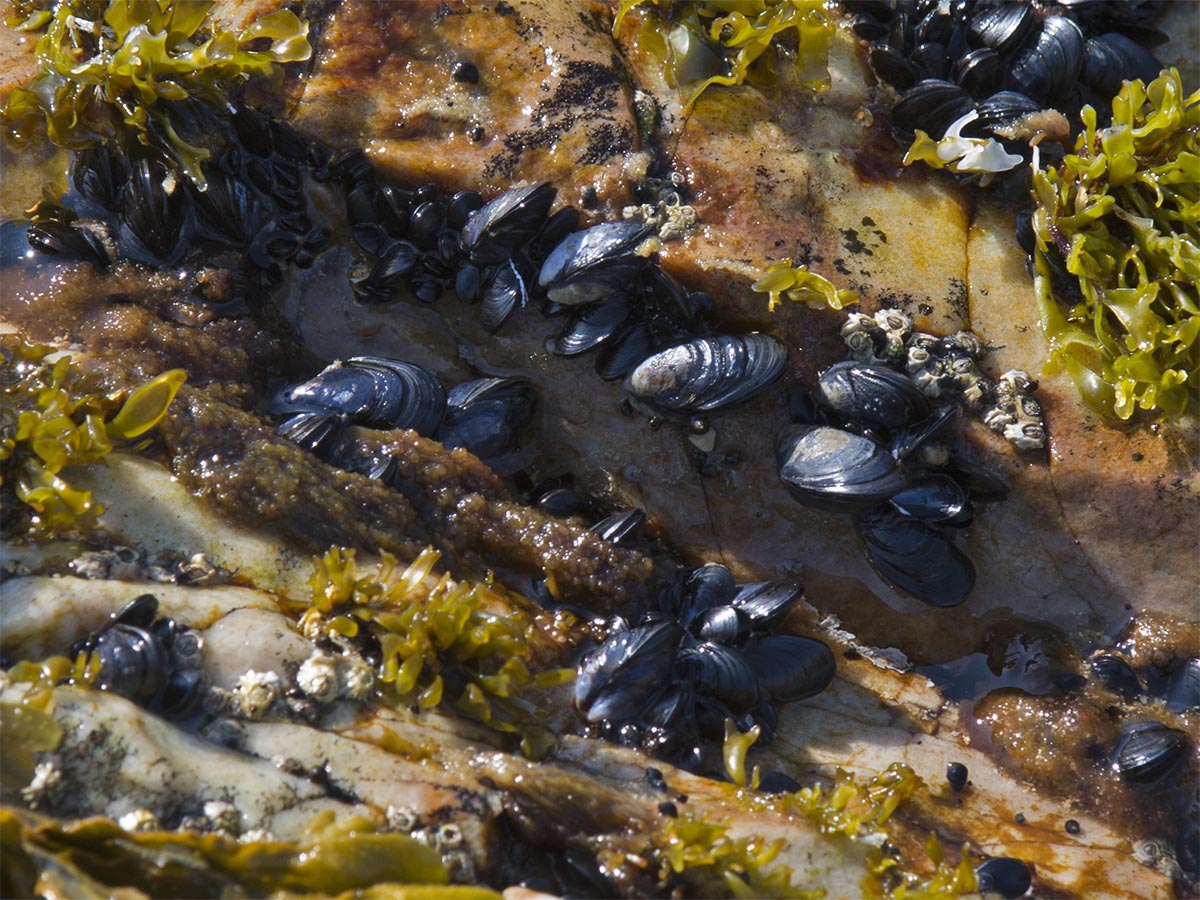 Mytilus edulis